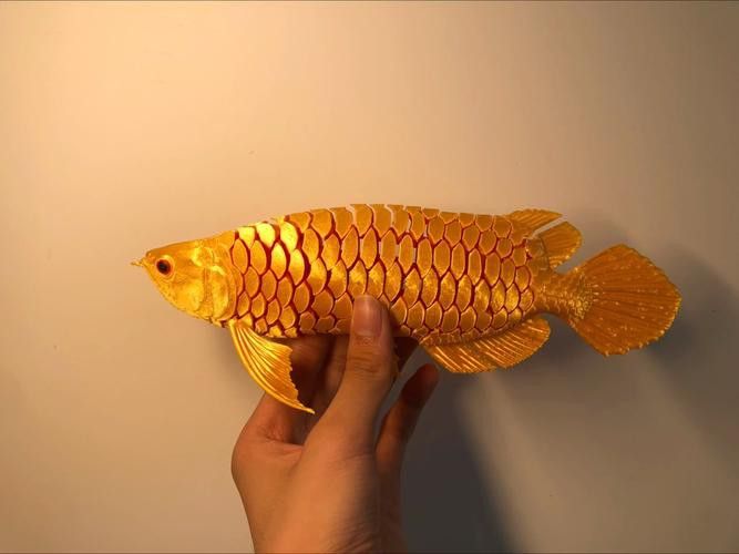 金龍魚標本圖片高清