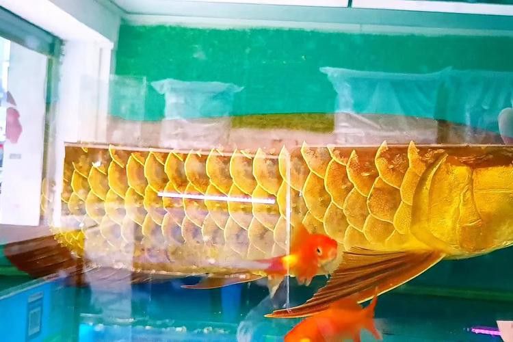 金龍魚標本圖片高清