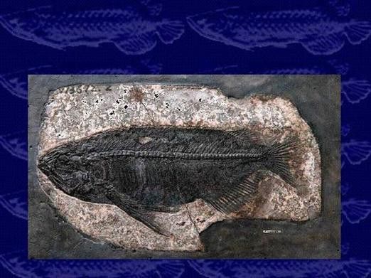 金龍魚標本圖片高清