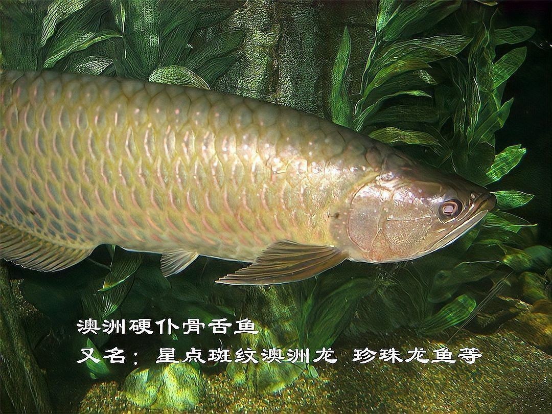 金龍魚標本圖片高清