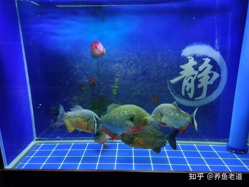 龍魚換缸后多久穩定