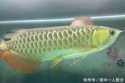 金龍魚30公分沒珠鱗正常嗎（金龍魚30公分沒有珠鱗可能是正常的，可能是正常的）