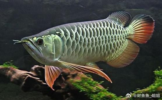 金龍魚觀賞魚是哪個國家