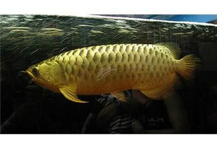 金龍魚觀賞魚是哪個國家