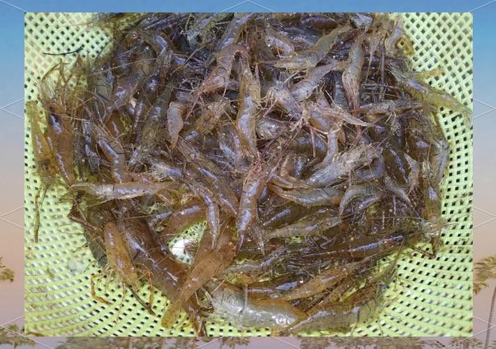 金龍魚吃什么比較漂亮