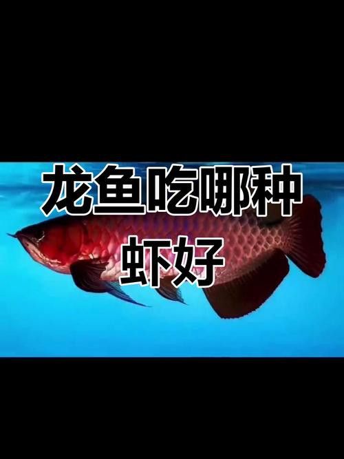 金龍魚吃什么比較漂亮