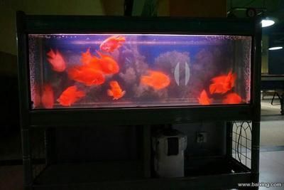 店鋪魚缸放在哪里最旺財(cái)（魚缸養(yǎng)什么魚最旺財(cái)）