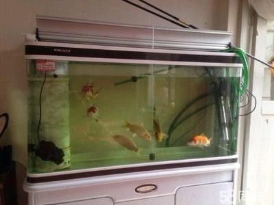 店鋪魚缸放在哪里最旺財(cái)（魚缸養(yǎng)什么魚最旺財(cái)）