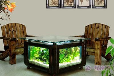 店鋪魚缸放在哪里最旺財(cái)（魚缸養(yǎng)什么魚最旺財(cái)）