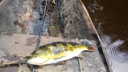 養銀龍魚需要多少瓦的燈合適（養銀龍魚時選擇合適的燈光瓦數是非常重要的）