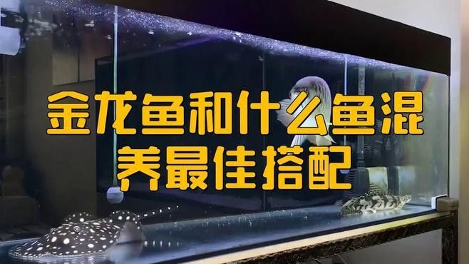 金龍魚(yú)和其他魚(yú)混養(yǎng)好嗎