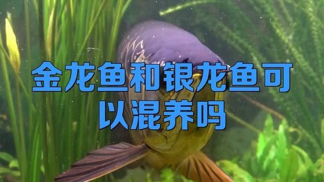 金龍魚(yú)和其他魚(yú)混養(yǎng)好嗎