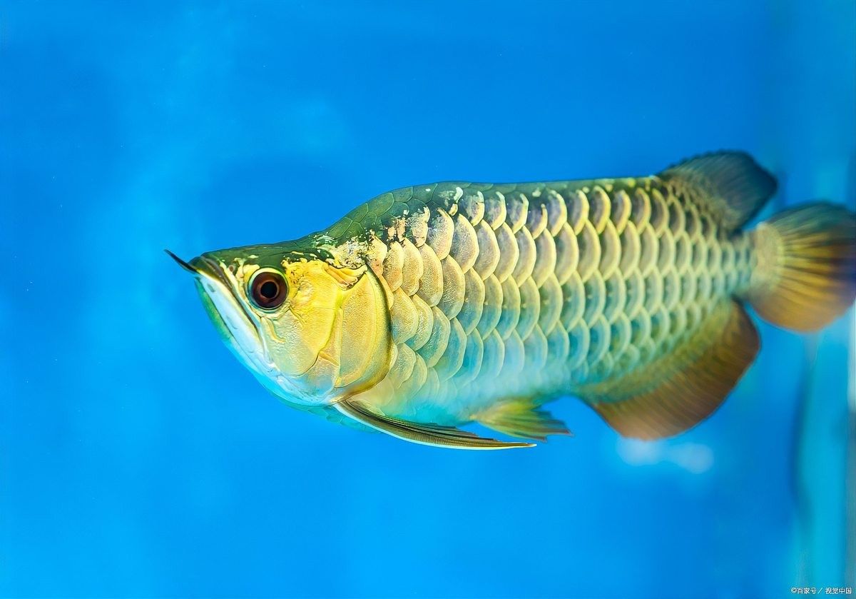 金龍魚(yú)和其他魚(yú)混養(yǎng)好嗎