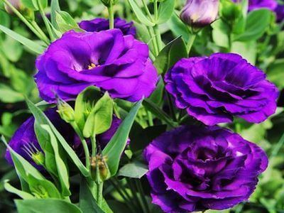 龍魚的選擇和鑒賞有哪些方面的要求？：龍魚的選擇和鑒賞