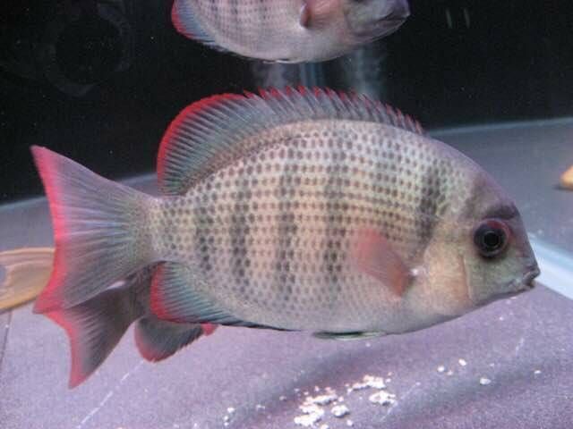 馬拉莫美洲慈鯛魚