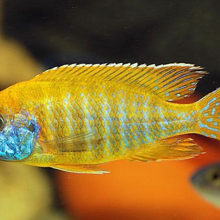 馬拉莫美洲慈鯛魚