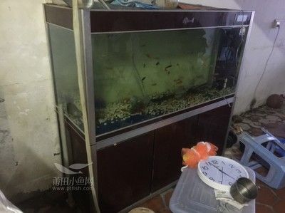 金龍魚20厘米用多大魚缸（20厘米的金龍魚需要多大的魚缸,魚缸尺寸是多少）