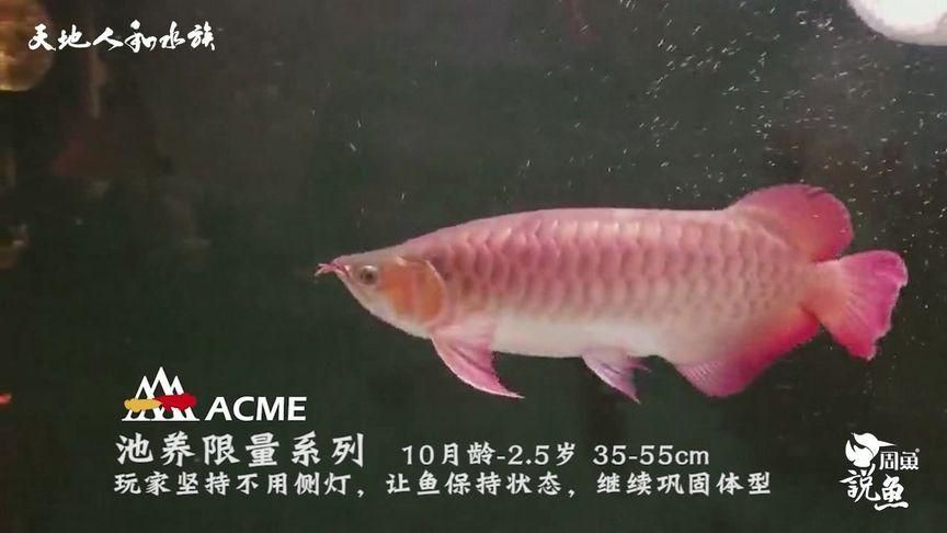 如何判斷紅龍魚的年齡？