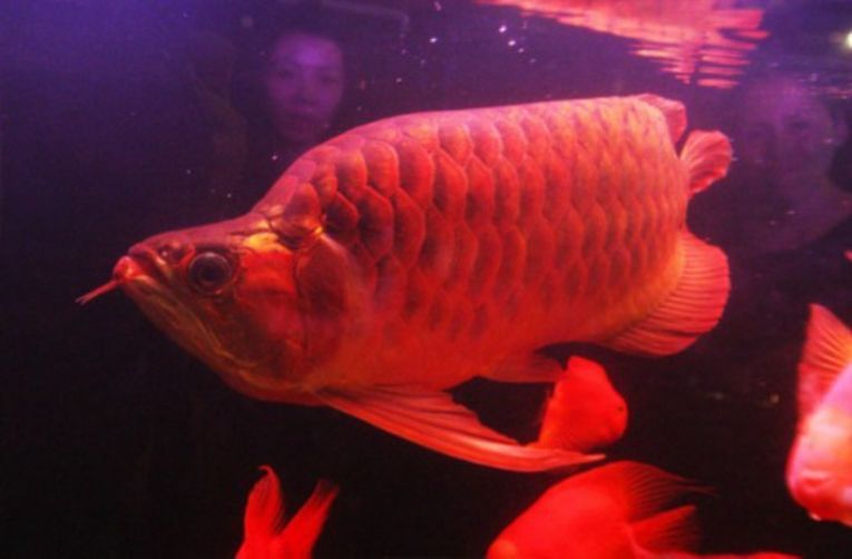 如何判斷紅龍魚的年齡？