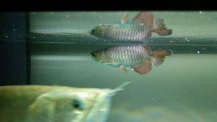 七彩金龍魚和藍底金龍魚混養：七彩金龍魚和藍底金龍魚是否適合混養