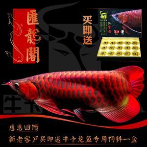 紅龍魚幼苗怎么挑選好的品種