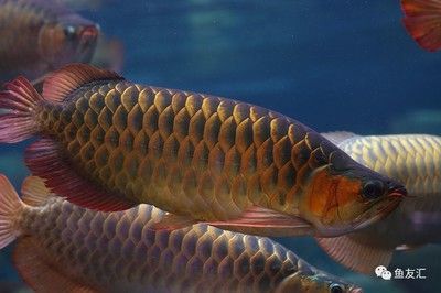 店鋪招財金龍魚頭向哪擺放