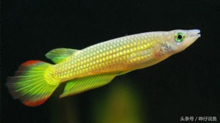 最小的金龍魚(yú)（最小的金龍魚(yú)品種是什么）