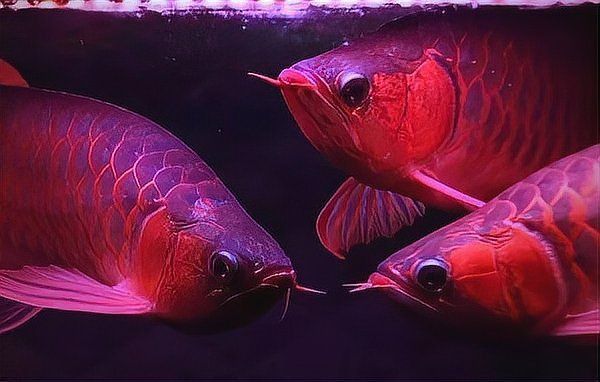 印尼紅龍和辣椒紅龍哪個好