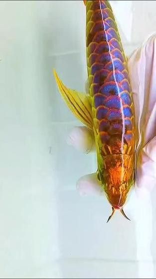 如何挑選健康的武吉美拉過背金龍？