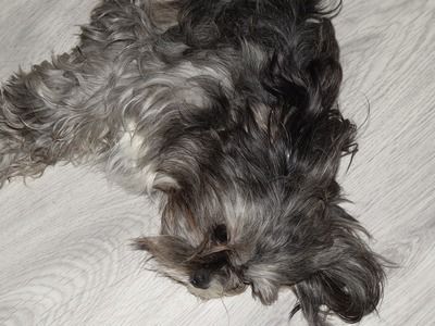 龍魚睡覺會趴著不動嗎