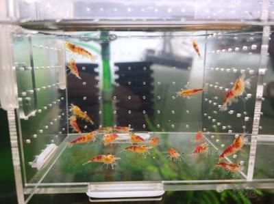 金龍魚的飼養秘籍有哪些，金龍魚的飼養秘籍