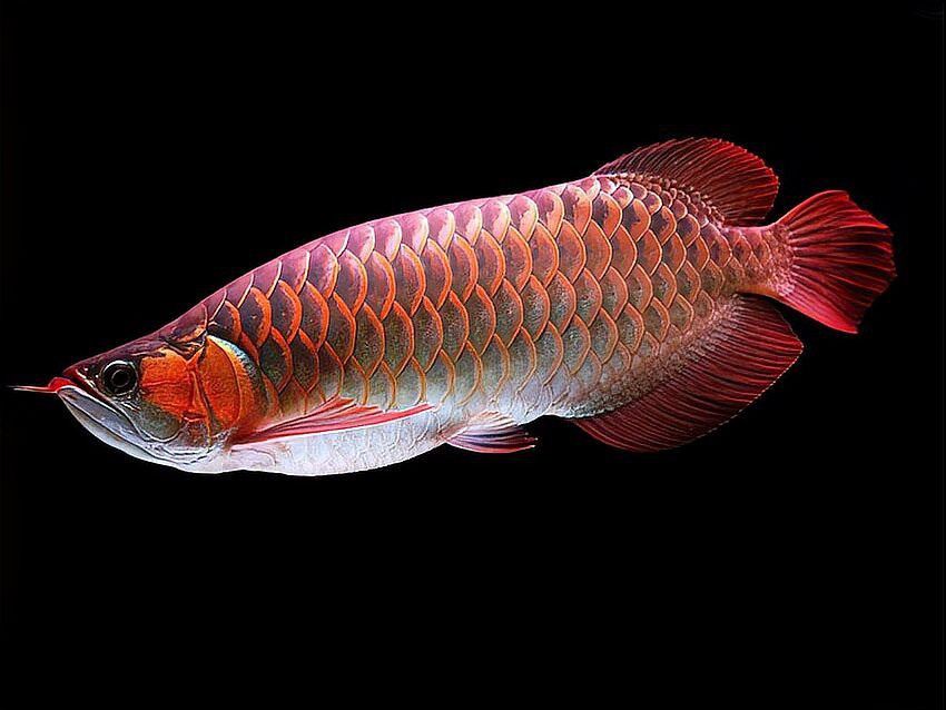 如何區分野生和人工繁殖的紅龍魚？