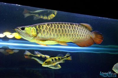 養殖場的龍魚飼料主要包括哪幾種類型：養殖場的龍魚飼料主要包括以下幾種類型