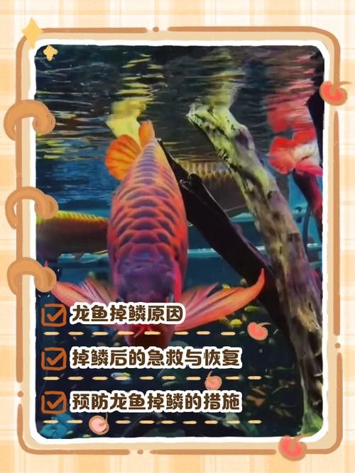 龍魚各種病圖解