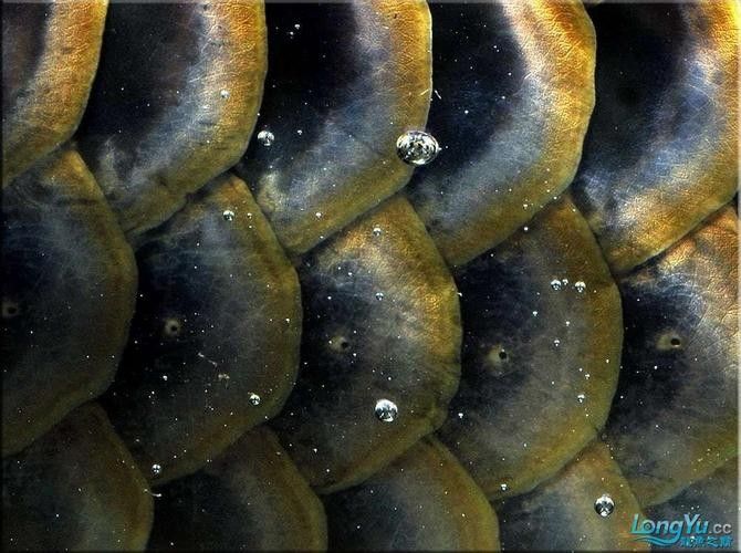 龍魚各種病圖解