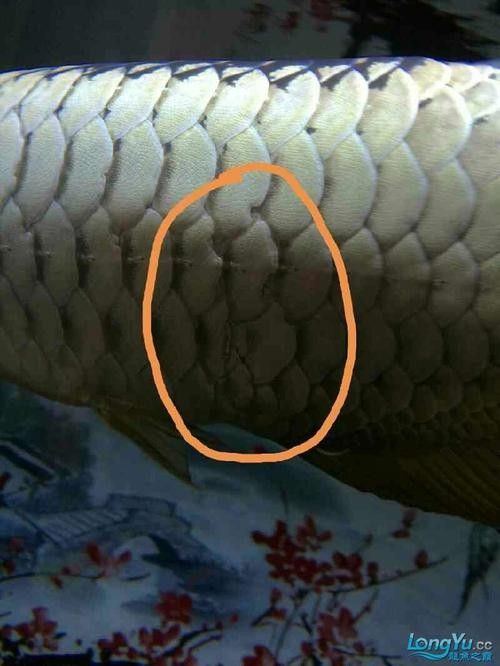 龍魚各種病圖解