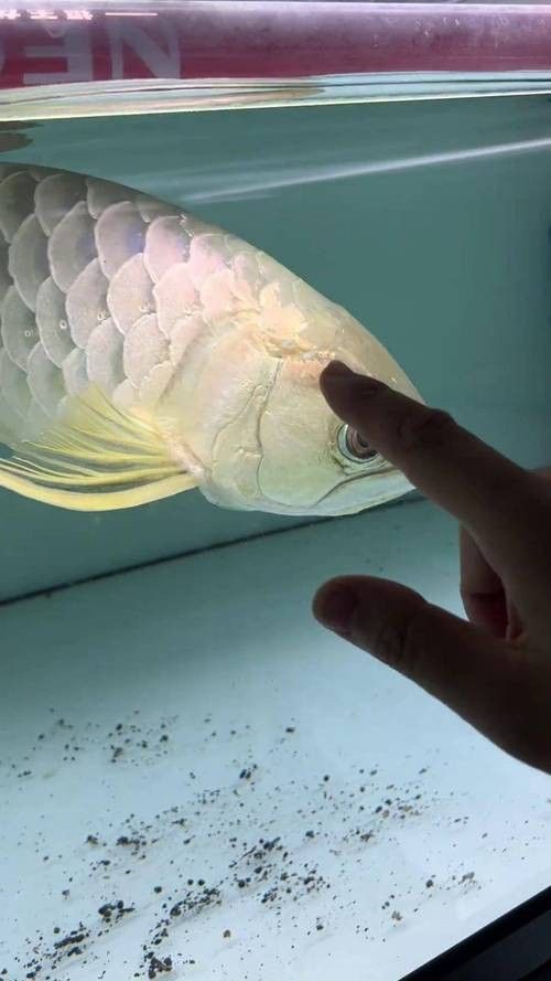 龍魚各種病圖解