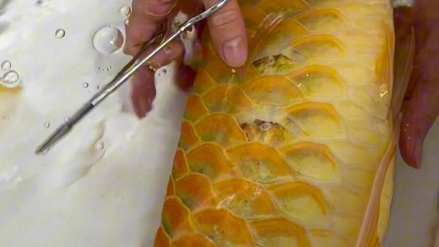 龍魚各種病圖解