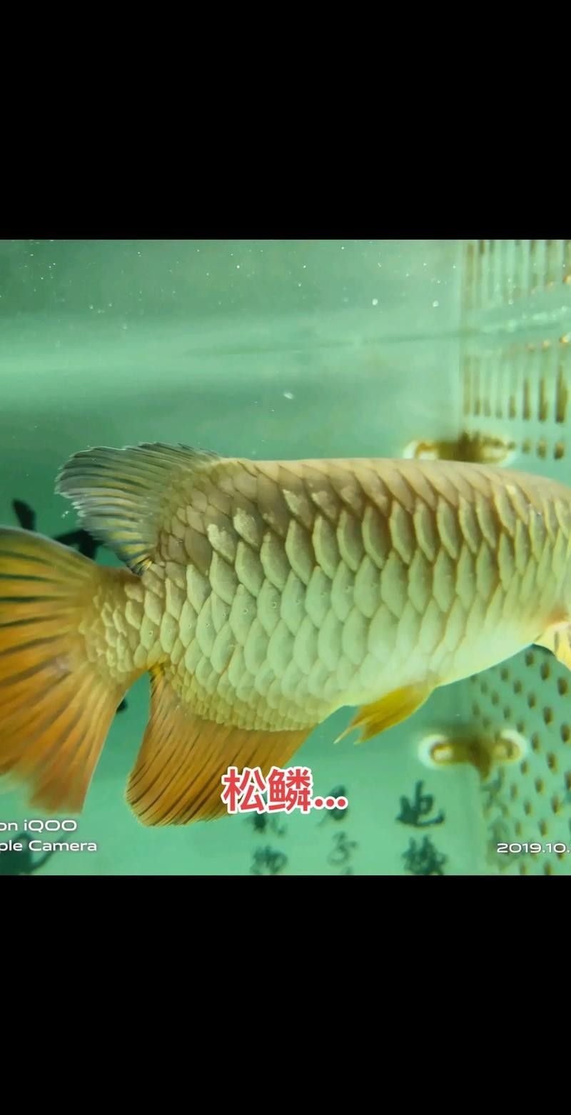 龍魚各種病圖解