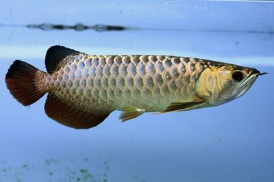 金龍魚兜嘴，還有養(yǎng)的價值嗎？：金龍魚兜嘴還有養(yǎng)的價值嗎金龍魚兜嘴還有養(yǎng)的價值嗎