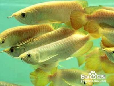 金龍魚投資邏輯