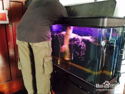 魚缸全部換水怎么處理（魚缸換水后如何養水）