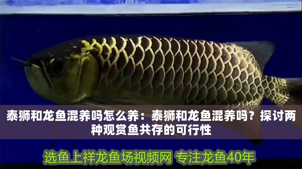 泰獅和龍魚混養嗎怎么養：泰獅和龍魚混養嗎？探討兩種觀賞魚共存的可行性