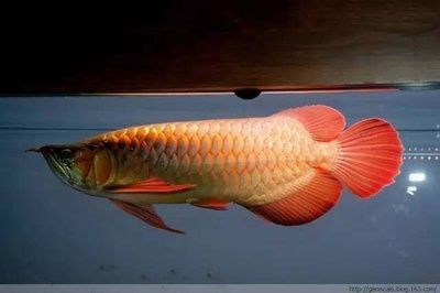 龍魚食量多少算正常的：龍魚食量多少算正常