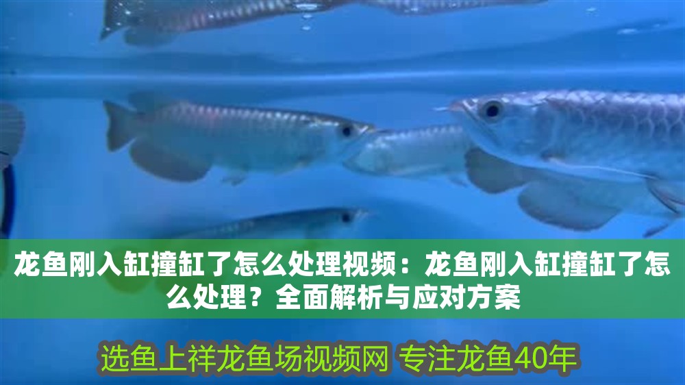 龍魚剛入缸撞缸了怎么處理視頻：龍魚剛入缸撞缸了怎么處理？全面解析與應對方案