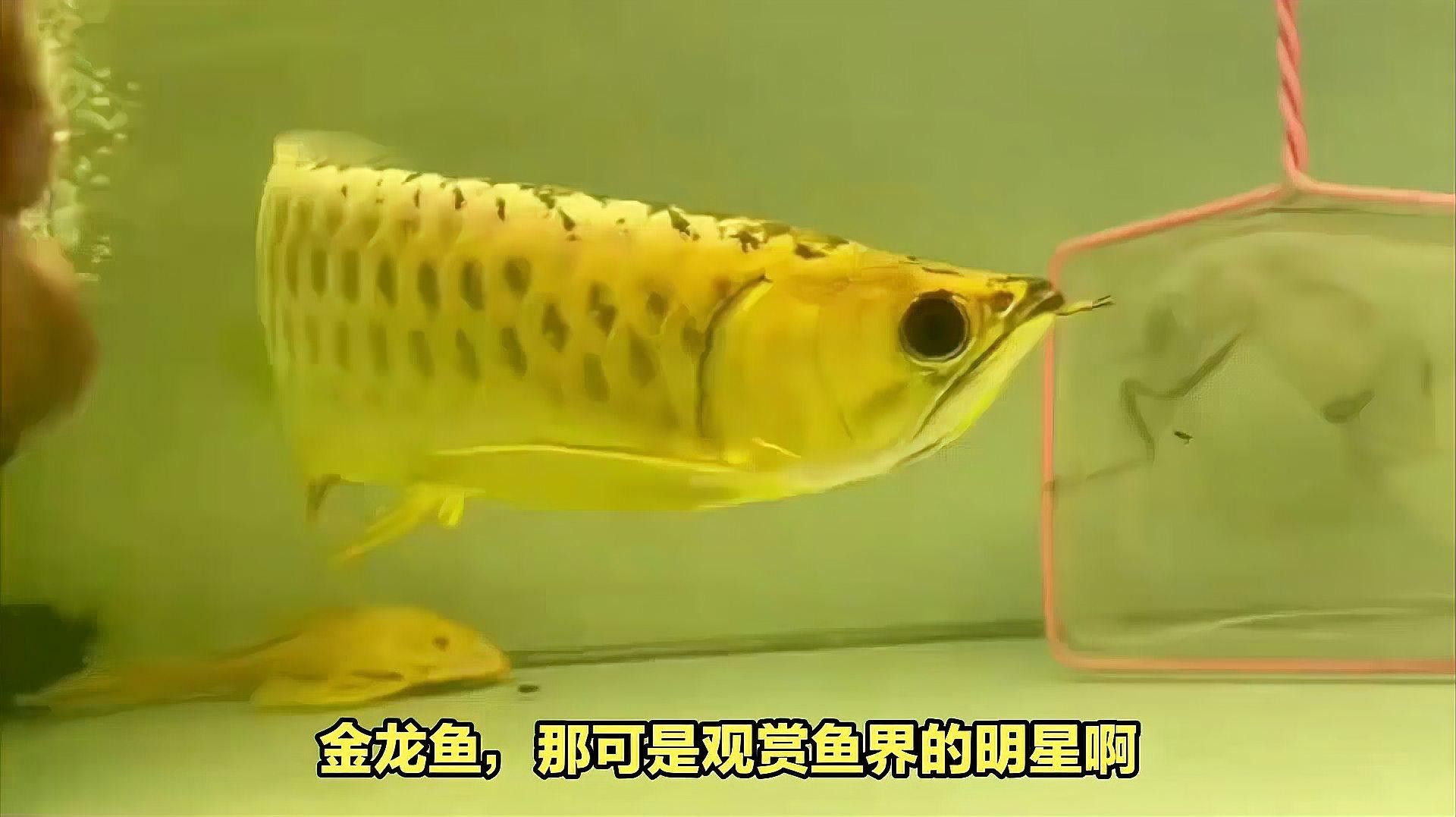 金龍魚擺件多久換一次水？
