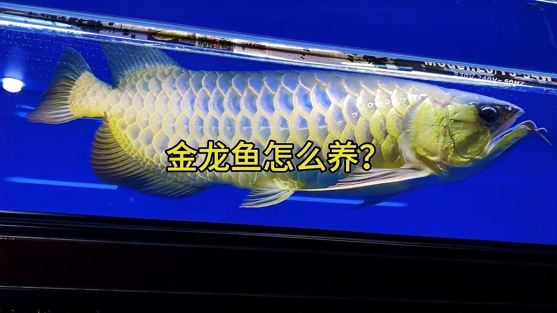 金龍魚擺件多久換一次水？