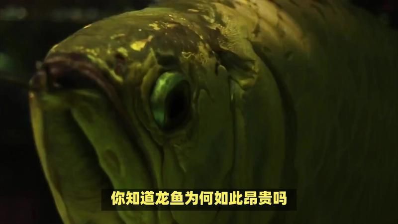 龍魚之家的魚血統純正嗎