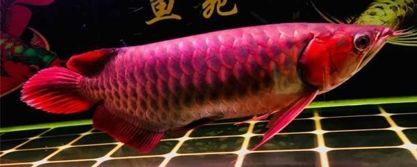 紅龍魚多長時間喂一次最好（紅龍魚的喂食頻率）