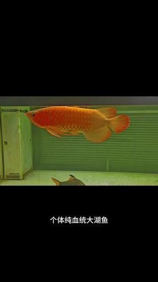 天王紅龍魚多少錢一條圖片